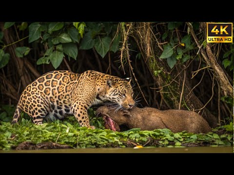 PANTANAL - SECRETS OF THE WILDLAND | Full Documentary