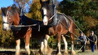 preview picture of video 'Scottish Clydesdale Horse Ploughing Match Scotland'
