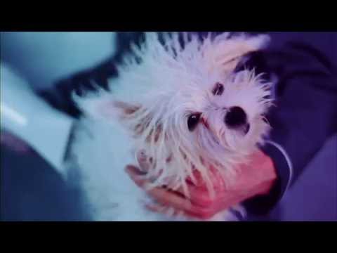 MIAU&WOOF episode 4   ShiTzu baden,  seidiges Fell mit MIAU&WOOF Produkten und Claudia Franke