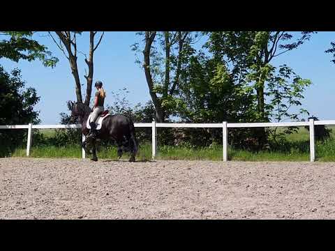 Stal Okkema's Doudzen - Jehannes x Tsjerk - Mare - 2017