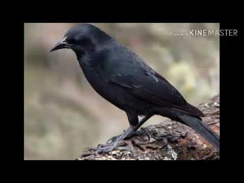 pássaro preto para esquentar o seu em 15 minutos