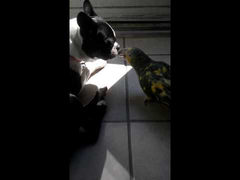 Stella the Boston Terrier and Binky the Amazon Parrot