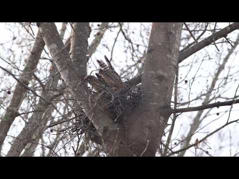 Red-shouldered Hawk Nest Building