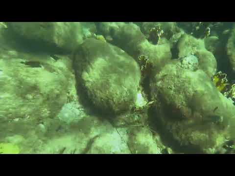Snorkeling Taganga, Santa Marta, Magdalena. Parque Tayrona