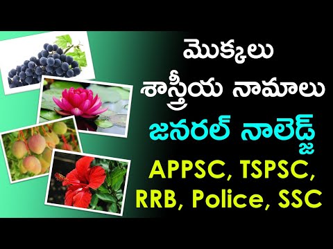 మొక్కలు శాస్త్రీయ నామాలు | Scientific Names of Plants in Telugu