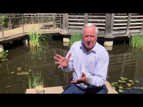 In the Garden: Gambusia