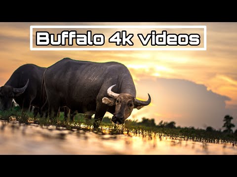 | African Wild Buffalo 4k videos | Big buffalo 4k videos | Buffalo video national geographic | #41 |