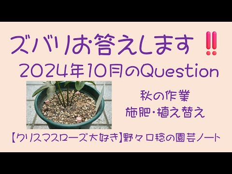 ノリン、ノリーナ・マタペンシス
