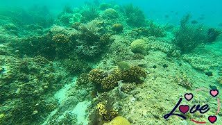 preview picture of video 'Snorkeling over Philippine Reef, coral, and fish At Lemlunay Dive Center.'
