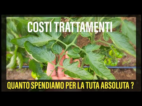 Quanto spendiamo per i trattamenti contro la Tuta Absoluta ?