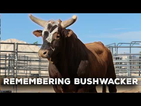 Remembering Bushwacker: The Greatest Bucking Bull of All Time