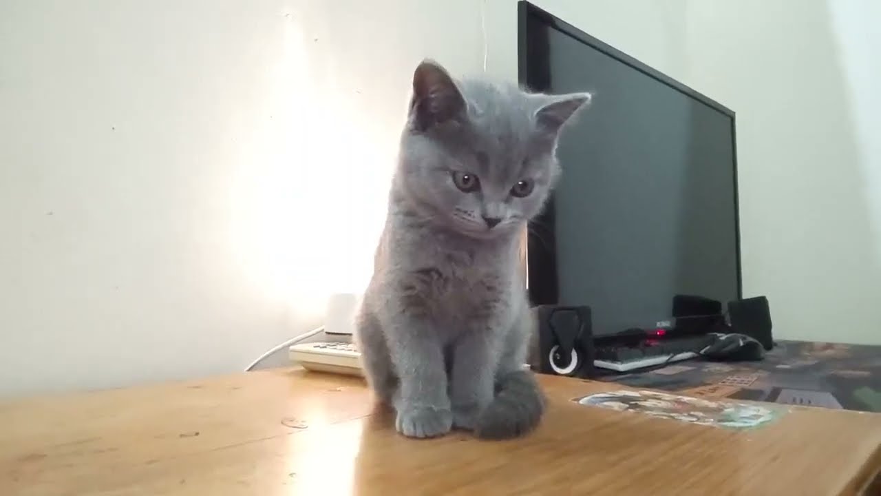 とてもかわいい子猫 part 17 || 子猫 2022