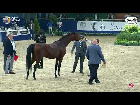 N 94 VAKIL AL BAYDAA   AACHEN 2022   38° All Nations Cup   Colts 3 Years Old Class 6B