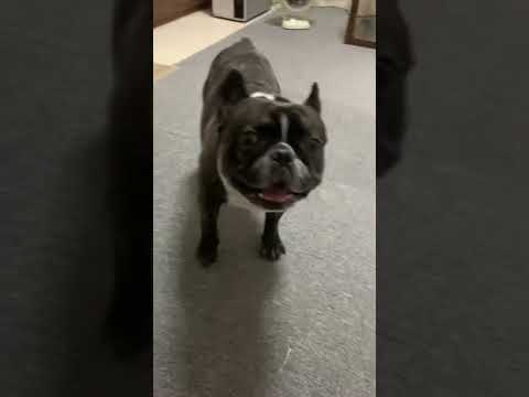 TikTokで100万回再生された吠える犬を一瞬で黙らせる方法 #shorts