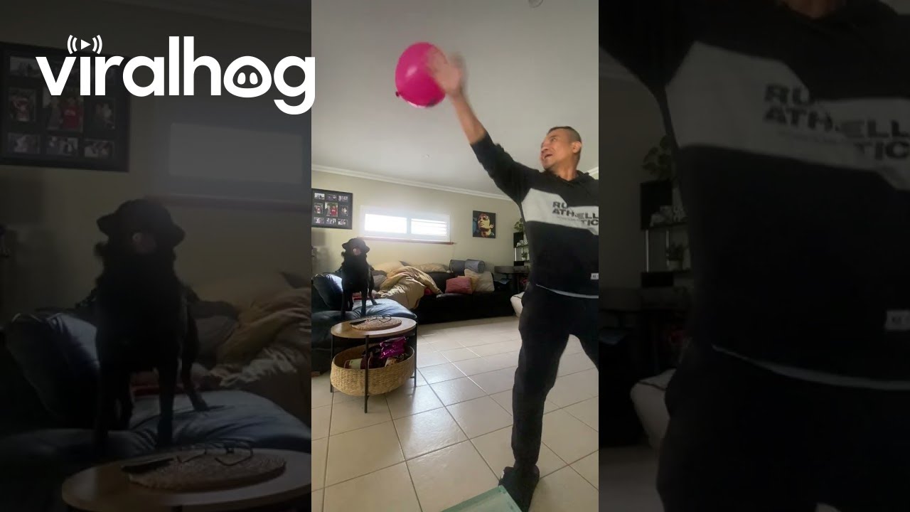 Playing Balloon Tennis With The Dog || ViralHog