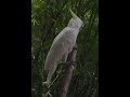 Cockatoo Beautiful Bird Bird Shorts