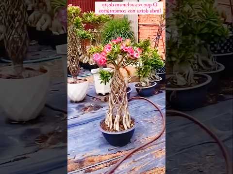 Amazing Adenium Plant Growing Method