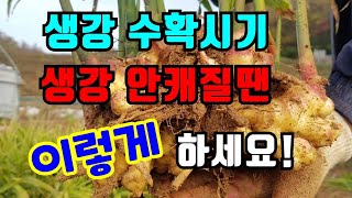 햇생강 수확시기, 생강캐는 방법/생강보관법, 특별한 생강 다듬는 방법