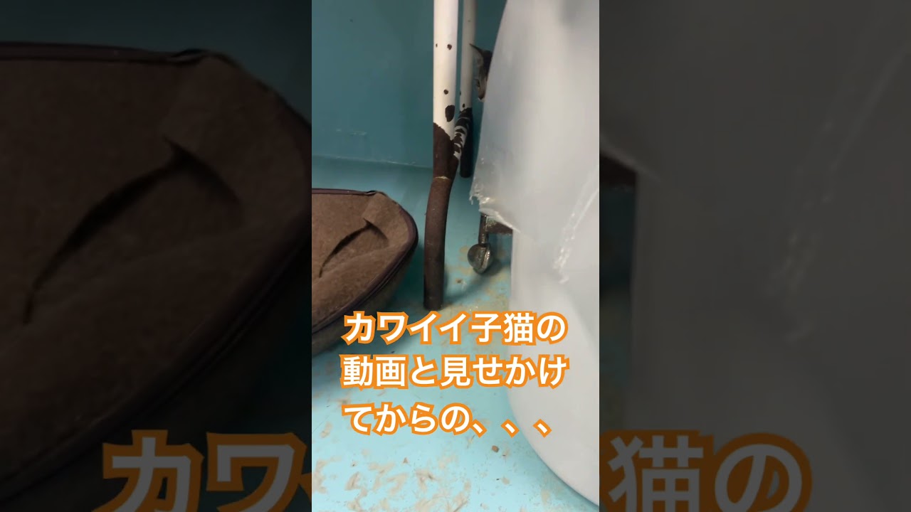 カワイイ子猫の動画と思わせてからの、、、