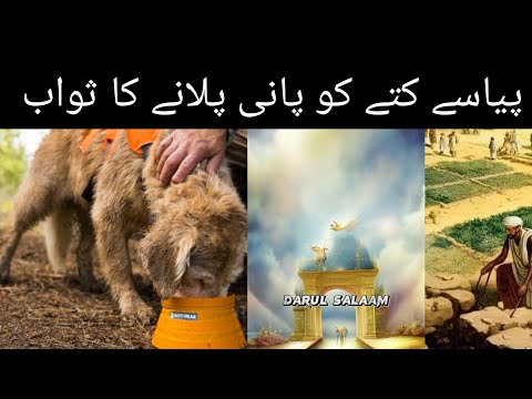 Piyase Kuty ko pani pilane ka sawab Real Storey Dog and Man Mufti Tariq Masood new bayan G.fareed.tv