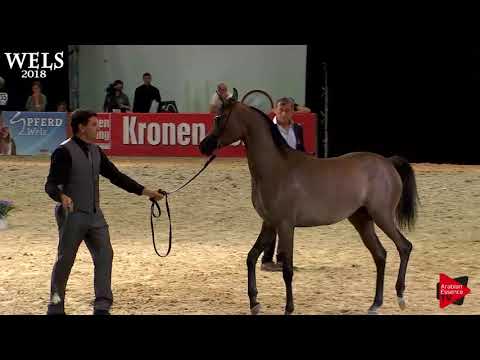 N.6 AJ YAMAMA - Wels 2018 - 2 Years Old Fillies (Class 3B)