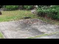 Varan Walking
