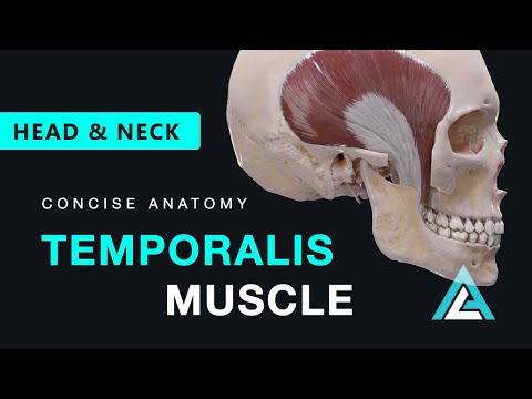 Temporalis Muscle Anatomy | Muscles of Mastication #temporalis #anatomy