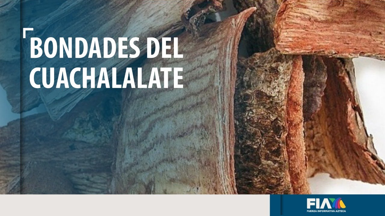 Watch El árbol de cuachalalate, una planta esencial en la medicina tradicional de la zona sur de México Now El árbol de cuachalalate, una planta esencial en la medicina tradicional de la zona sur de México