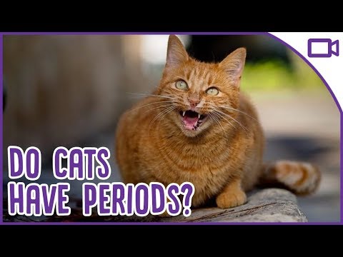 Do Cats Have Periods? - Menstruation and Heat in Cats 101!