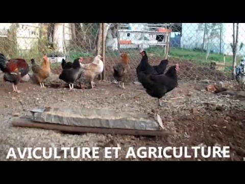 comment construire une cabane a poule