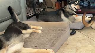 Video preview image #1 Gerberian Shepsky Puppy For Sale in Corona, CA, USA