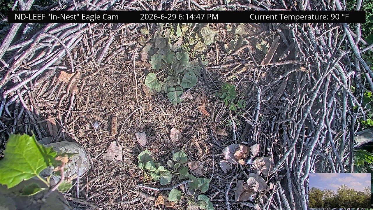 Live webcam view of Cámara del Nido de Águila ND-LEEF