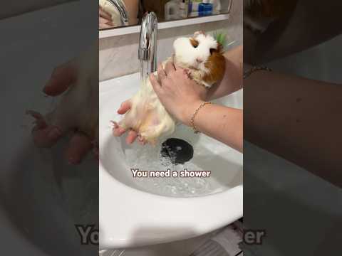 Mon petit cochon d'Inde puant a besoin d'une douche 🥹