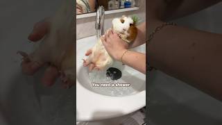 Mon petit cochon d'Inde puant a besoin d'une douche 🥹