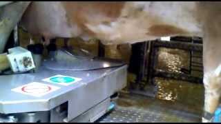 preview picture of video 'Fullwood Merlin 225 milking Jersey cows.'