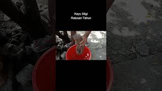 Download lagu Karimunjawa's Stigi Wood is Hundreds of Years Old... #shorts mp3