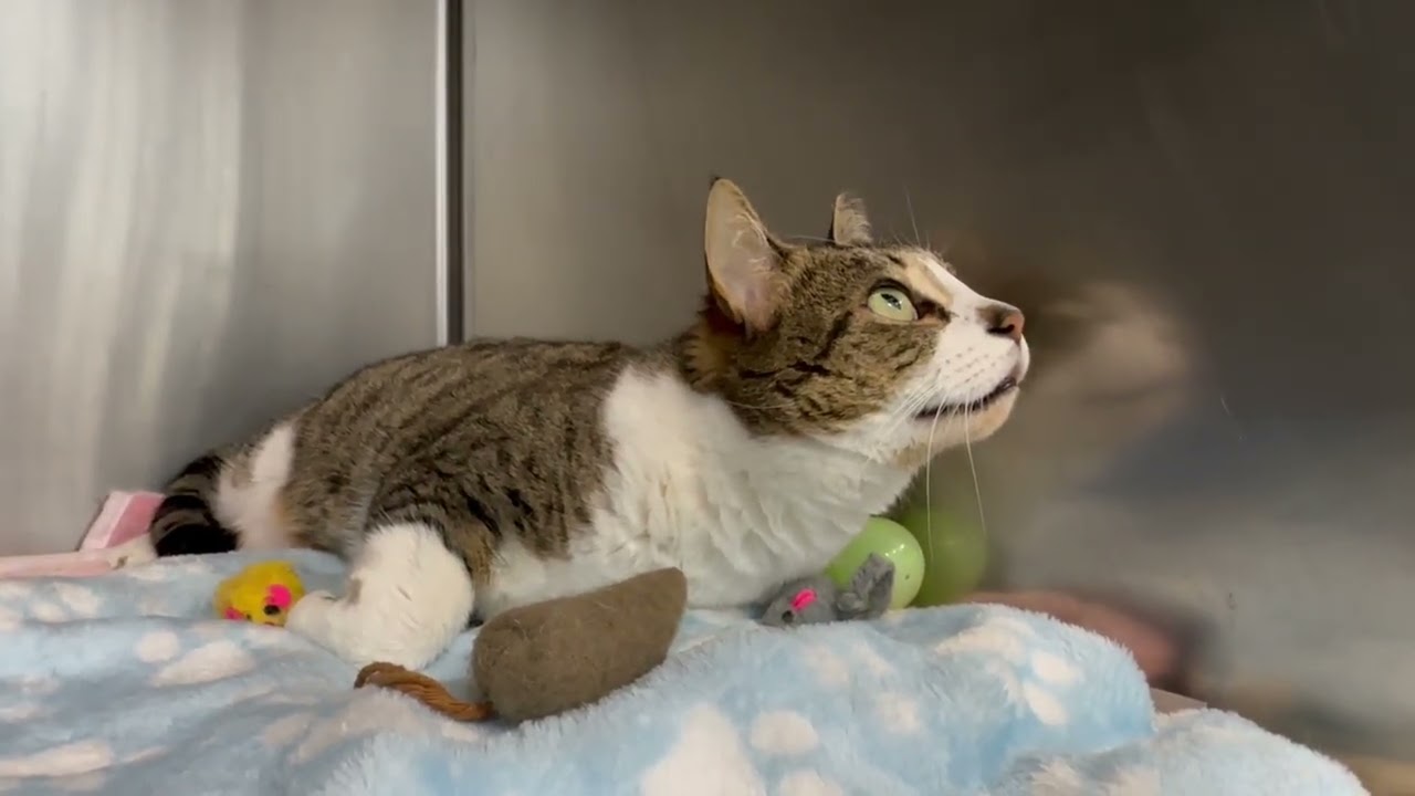 Enlarge Mitzi , a ADOPTABLE Domestic Short Hair in Clifton, NJ video 6/6