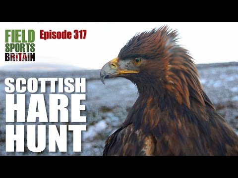 Fieldsports Britain – Scottish hare hunt with eagles