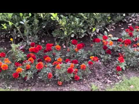 #Garden Elegance: A Symphony of Colors and Greenery #Marigold Dark Red #new #likes #views #flowers
