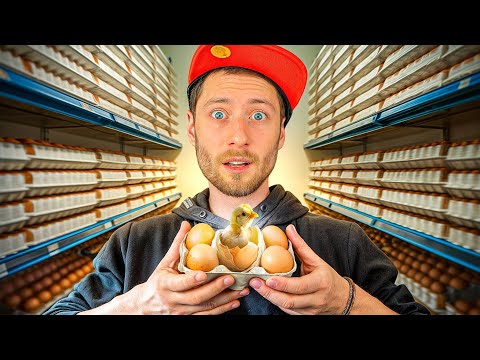I hatched chicks from supermarket eggs!