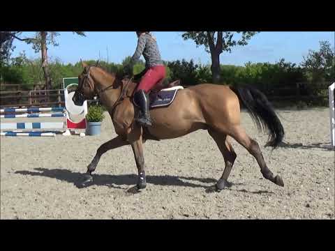 Quidam de Revel x Epsom Gesmeray