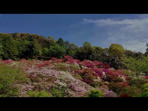 Azalea 2020（久留米森林つつじ公園）