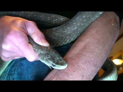 'Venom Man' Lets Deadliest Snakes Bite Him