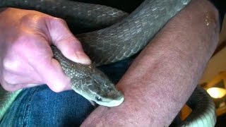 'Venom Man' Lets Deadliest Snakes Bite Him