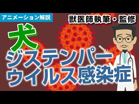 犬のジステンパーに対する家庭療法