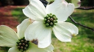 Dogwood Trees And Jesus