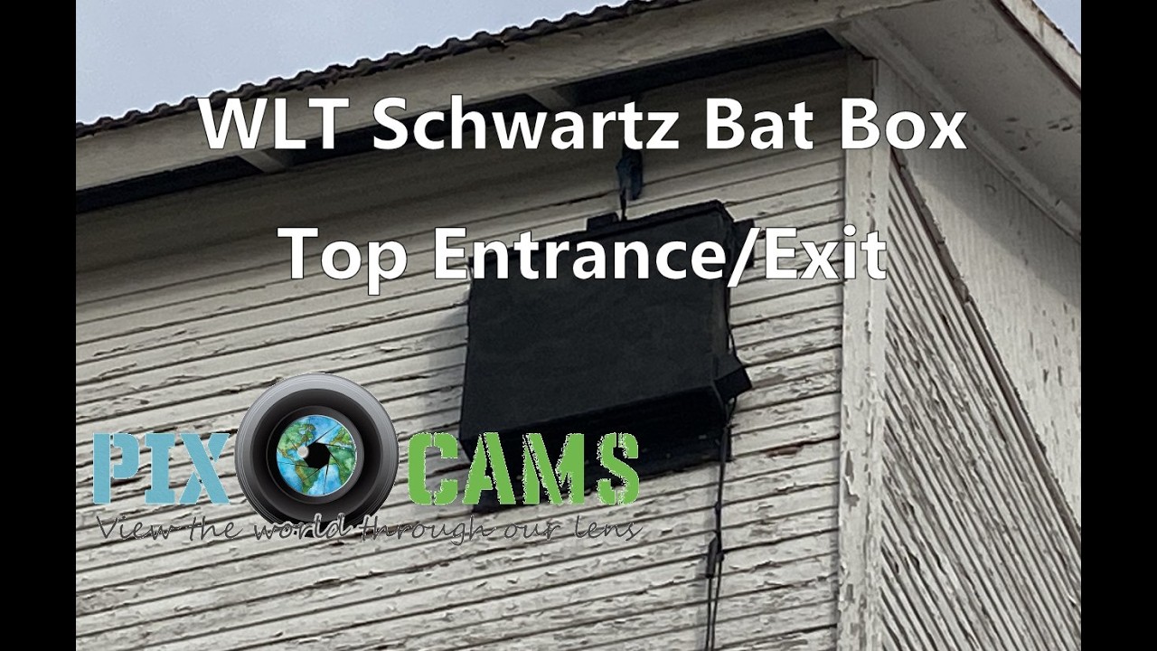 Live webcam view of Meadowlark Bat Box Exit Cam