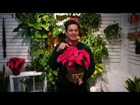 Poinsettia Express (care guide)