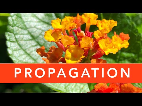 , title : 'How to PROPAGATE Lantana? | Lantana plant propagation'
