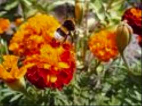 download lagu mp3 mp4 Lot Trzmiela Autor, download lagu Lot Trzmiela Autor gratis, unduh video klip Lot Trzmiela Autor